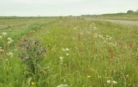 bloemrijke berm op Texel