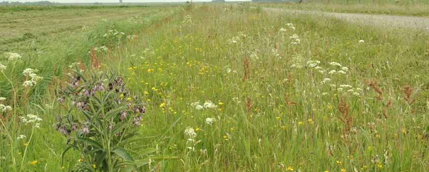 bloemrijke berm op Texel