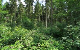 Staatsbosbeheer Zonnige bosranden in het Kuinderbos met bloeiende planten zijn aantrekkelijk voor vlinders, andere insecten en vogels.