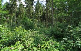 Zonnige bosranden in het Kuinderbos met bloeiende planten zijn aantrekkelijk voor vlinders, andere insecten en vogels.