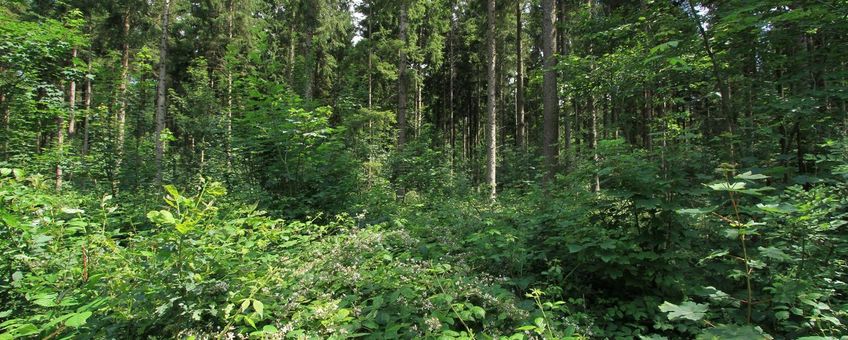 Zonnige bosranden in het Kuinderbos met bloeiende planten zijn aantrekkelijk voor vlinders, andere insecten en vogels.