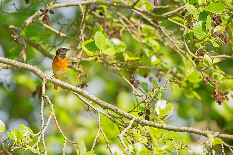 Gekraagde roodstaart in de Noardlike Fryske Walden