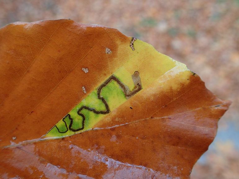 Beukenblad met vraatspoor van de zigzagbeukenmineermot