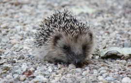 Erinaceus_europaeus. Egel