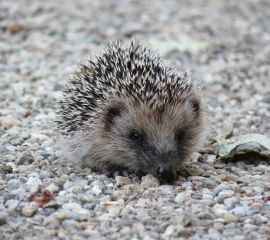 Erinaceus_europaeus. Egel