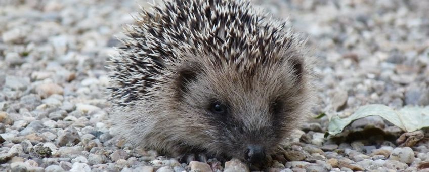 Erinaceus_europaeus. Egel