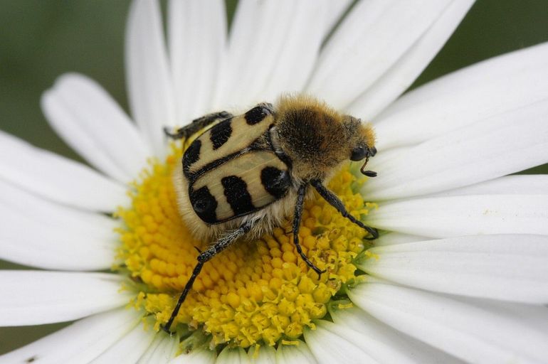 De penseelkever eet witte bloembladeren