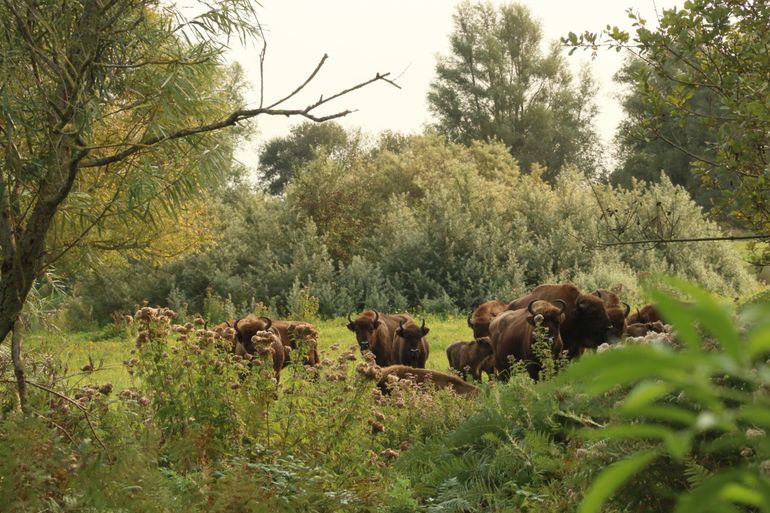 Wisenten houden in natuurgebied Slikken van de Heen met hun gegraas het gebied open