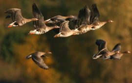 Kolganzen werden het meest geteld tijdens de Midwintertelling