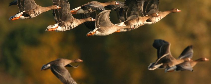 Kolganzen werden het meest geteld tijdens de Midwintertelling