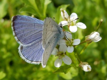 De bovenkant van boomblauwtjes is prachtig fel lichtblauw