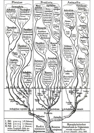 Fylogenetische stamboom