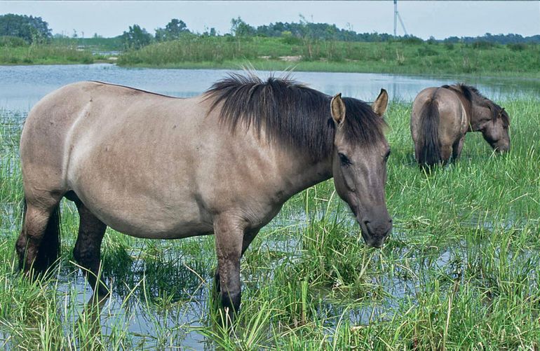 Koniks zijn vertrouwd met hoog water