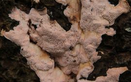 K. Werther, Natuurmonumenten Rhodonia placenta, roze kaaszwam
Toestemming gekregen voor eenmalig gebruik