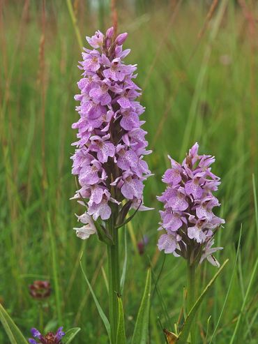 De gevlekte orchis is een kenmerkende soort van vochtig hooiland