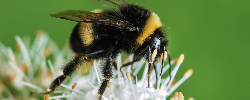 First-ever study shows bumble bees 'play' - Queen Mary University of London