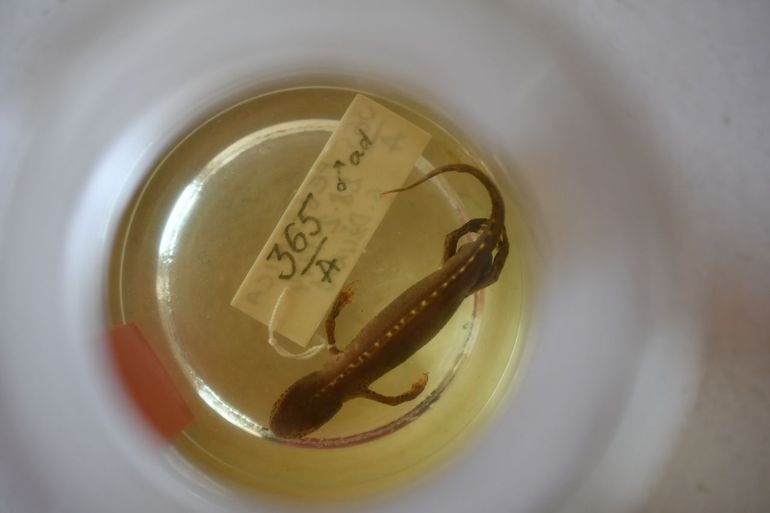 Wetenschappelijke collecties zijn een belangrijk werktuig voor onderzoek als dit