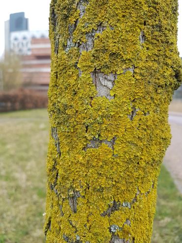 Het HiddenBiodiversity-project kijkt specifiek naar de organismen die ‘verborgen’ zijn in de stad, bijvoorbeeld mossen op bomen zoals het kroezig dooiermos