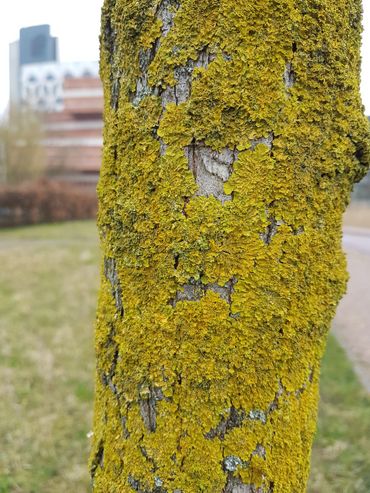 The HiddenBiodiversity project specifically looks at the organisms that are 'hidden' in the city, like this Polycauliona candelaria