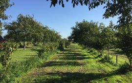 Een voorbeeld van agroforestry