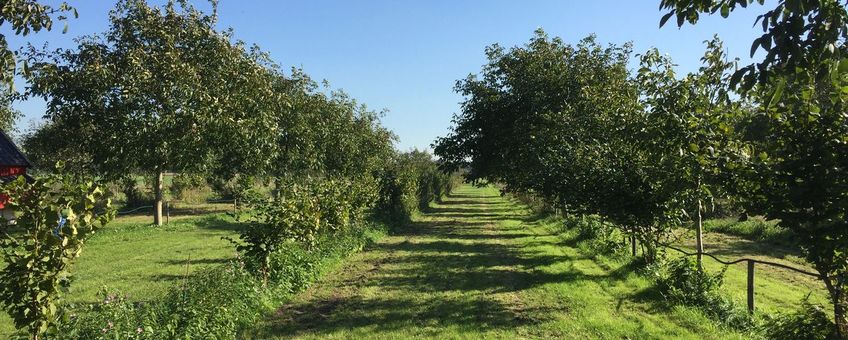 Een voorbeeld van agroforestry