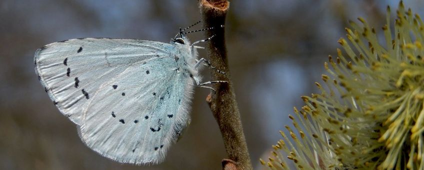 boomblauwtje primair