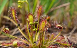 Kleine zonnedauw Saxifraga