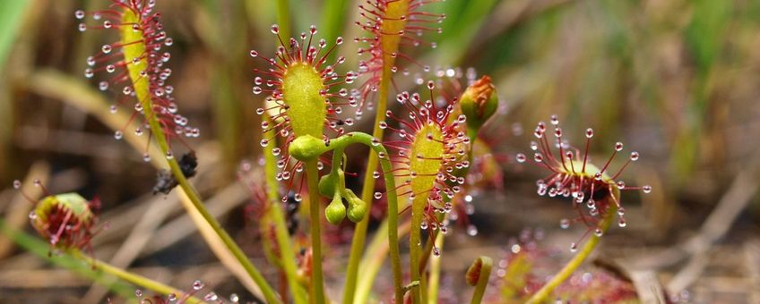 Kleine zonnedauw Saxifraga