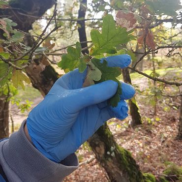 Oak tree leaves