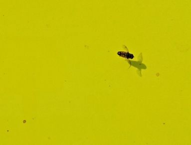 Een zweefvlieg landt op een scherm in de speciale bloembezoekersoriëntatie
