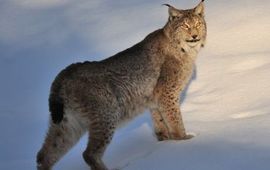 Lynx in sneeuw in Bayern