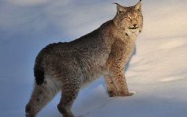 Rollin Verlinde Lynx in sneeuw in Bayern