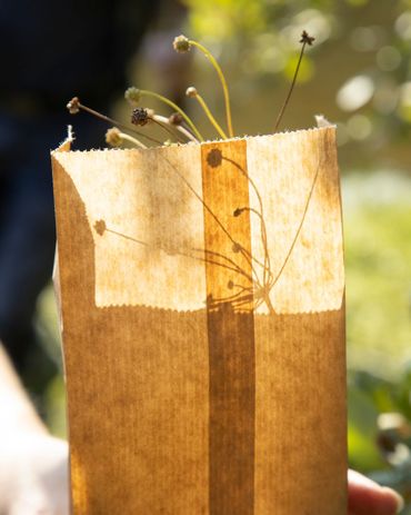 Zaden verzamelen in een pergamijnzakje