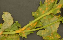 Menno Boomsluiter Puccinia lagenophorae