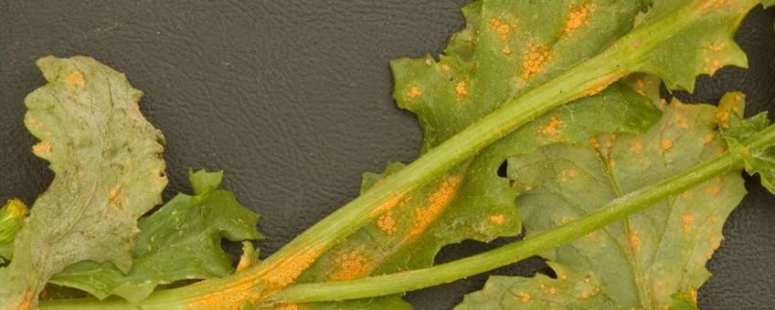 Puccinia lagenophorae