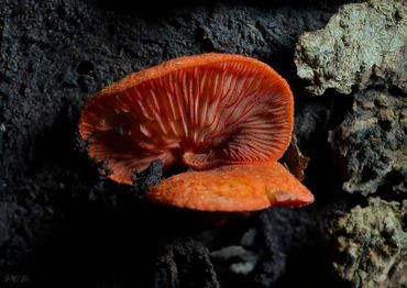 Crepidotus cinnabarinus