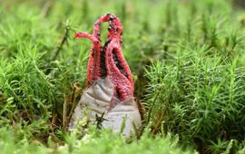 Saxifraga-Luuk Vermeer Clathrus archeri, Inktviszwam