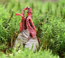 Saxifraga-Luuk Vermeer Clathrus archeri, Inktviszwam