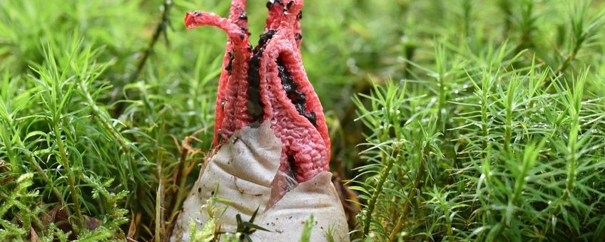 Clathrus archeri, Inktviszwam
