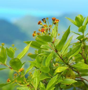 Bidens moreensis op Moorea in Frans-Polynesië