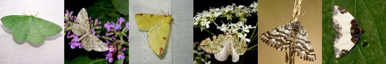 Spanners, v.l.n.r. zomervlinder, taxusspikkelspanner, hagendoornvlinder, kleine groenbandspanner, gewone heispanner & brummelspanner