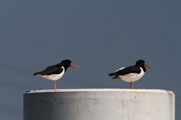 Scholeksters op een betonnen paal