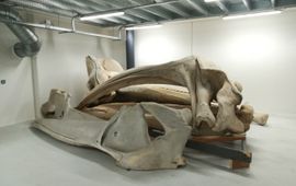 Pepijn Kamminga, Naturalis Skeletresten van een andere vinvis binnen de collectie van Naturalis