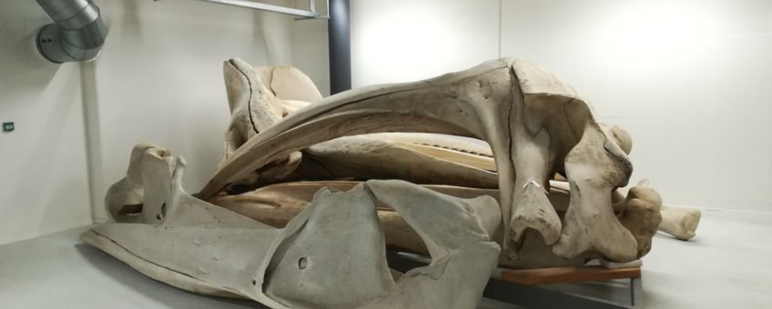 Skeletresten van een andere vinvis binnen de collectie van Naturalis