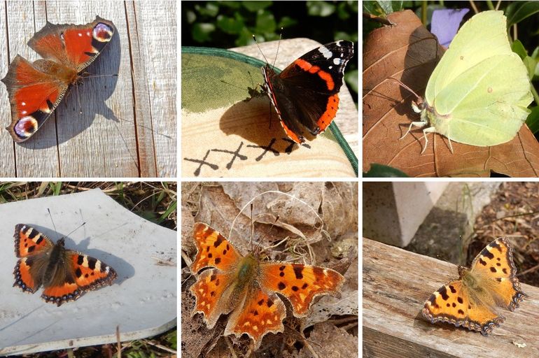 De actieve vlinders van het laatste weekend van januari, in volgorde van aantal waarnemingen. Boven, vlnr: dagpauwoog, atalanta & citroenvlinder, onder: gehakkelde aurelia, kleine vos & grote vos