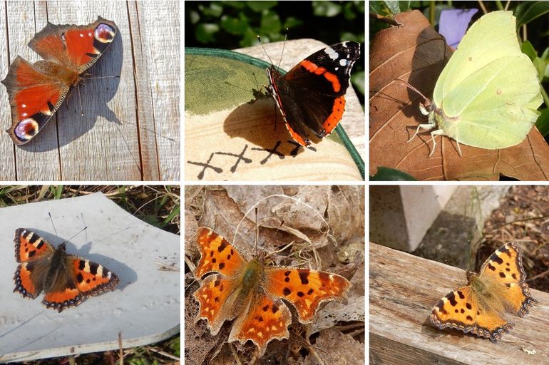 De actieve vlinders van het laatste weekend van januari, in volgorde van aantal waarnemingen. Boven, vlnr: dagpauwoog, atalanta & citroenvlinder, onder: gehakkelde aurelia, kleine vos & grote vos