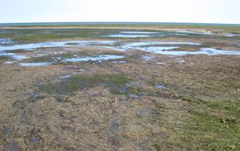 Marjolijn Christianen, Rijksuniversiteit Groningen Massale zeegrassterfte door verdroging en het uiteenvallen van de samenwerking met de Lucinidae. Het sediment in de afstervende delen is pikzwart door ophopend giftig sulfide