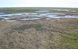 Massale zeegrassterfte door verdroging en het uiteenvallen van de samenwerking met de Lucinidae. Het sediment in de afstervende delen is pikzwart door ophopend giftig sulfide