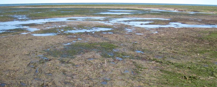 Massale zeegrassterfte door verdroging en het uiteenvallen van de samenwerking met de Lucinidae. Het sediment in de afstervende delen is pikzwart door ophopend giftig sulfide