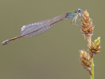 Dwergjuffer, weer ontdekt in Nederland